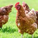 Ograniczamy ryzyko rozprzestrzeniania się chorób zakaźnych drobiu