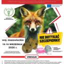 Szczepienie lisów przeciwko wściekliźnie na Mazowszu