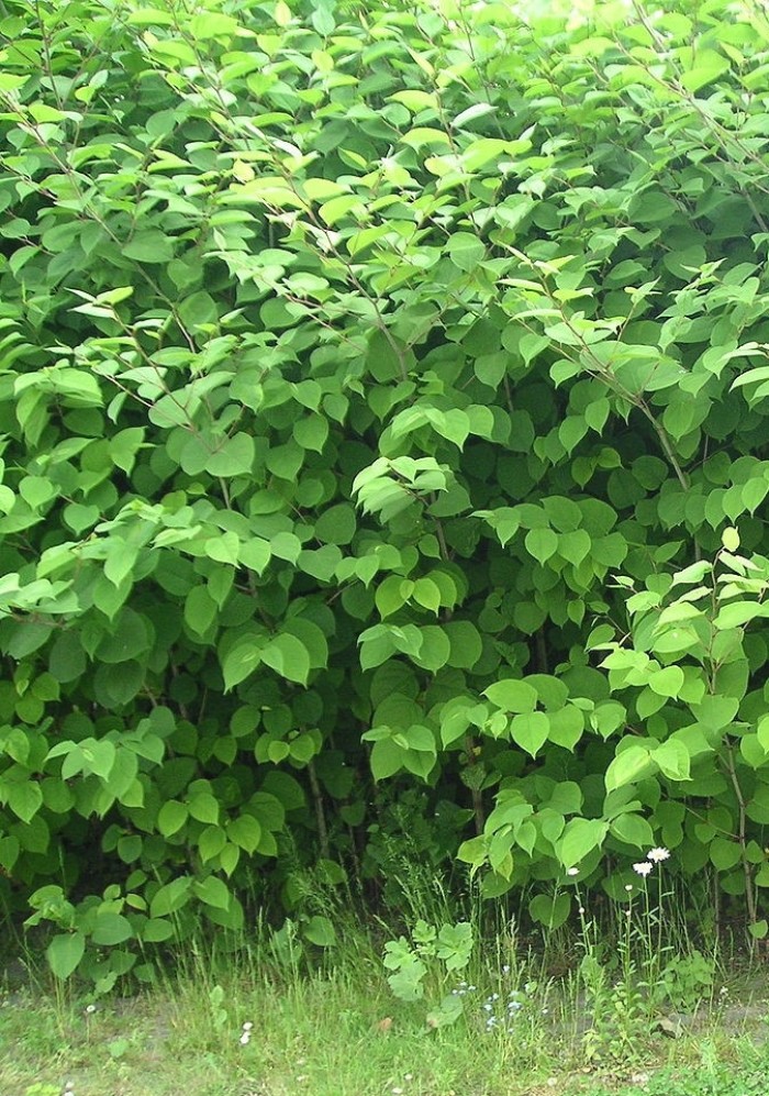 1280px-Riesenknoeterich